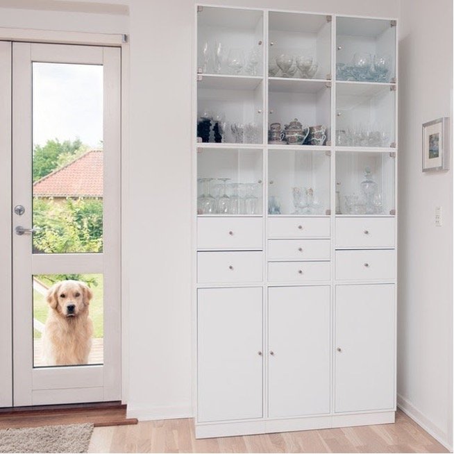 A golden retriever refusing to enter a new home