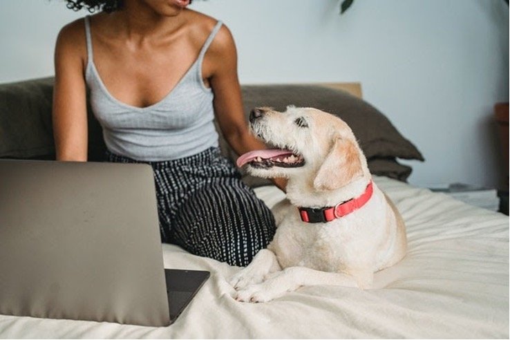 A dog sitting on a bed next to his owner